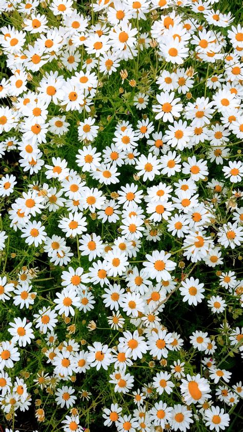 HD Daisy Wallpaper | WhatsPaper