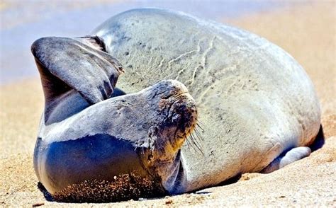 Hawaiian Monk Seal – "OCEAN TREASURES" Memorial Library