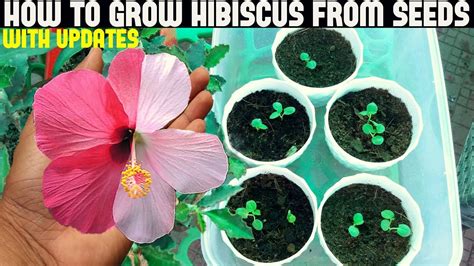 How To Grow Hibiscus From Seeds (FULL UPDATES) - YouTube