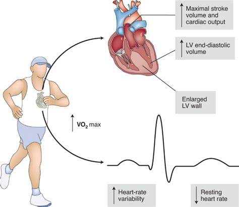 Mechanisms of cardiac reserve, cardiac work and oxygen consumption by the heart | Science online