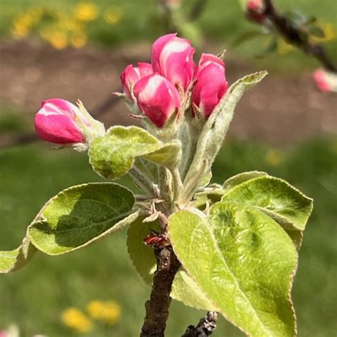 Current bud stages - April 24, 2023 | Center for Agriculture, Food, and ...