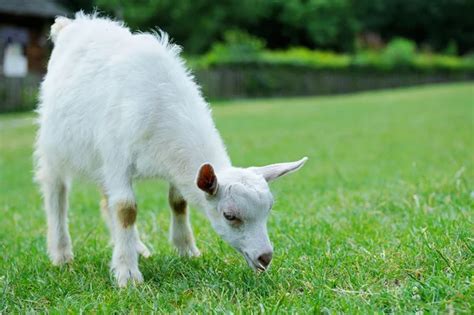 White little 4 goats, — Stock Photo © DovaTa #2894455