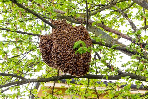 Qué hacer si encuentras un panal de abejas en tu casa o en la calle | Me lo dijo Lola