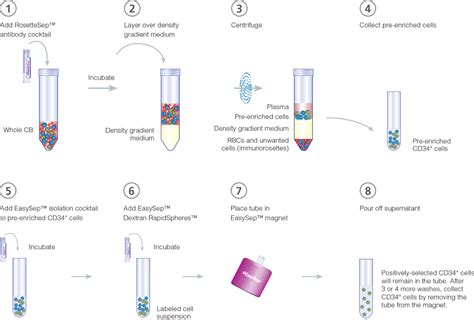 Isolation of CD34+ Cells from Human Cord Blood