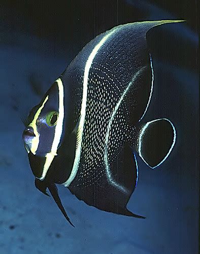 Juvenile french angelfish | Grand Turk | Ken Bondy | Flickr