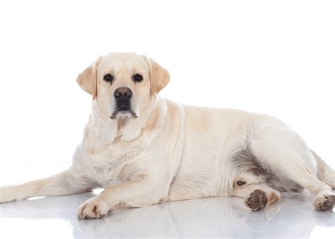 Dog Obesity: Causes, symptoms & risks | Wolf Spring