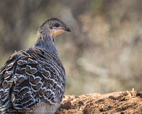 Malleefowl at Scotia « lirralirra