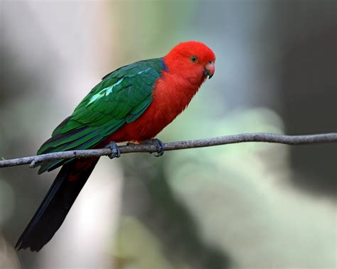 Australian King-Parrot (Male) (Alisterus scapularis) 1/4 | Flickr