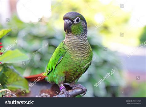 850 Green Cheek Conure Images, Stock Photos & Vectors | Shutterstock