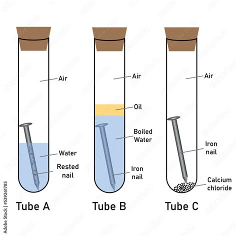 Rusting of iron nail experiment diagram. Investigating the conditions under which iron rusts ...