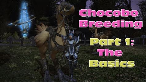 Chocobo Breeding: Part 1 - The Basics of Racing - FF14 - YouTube