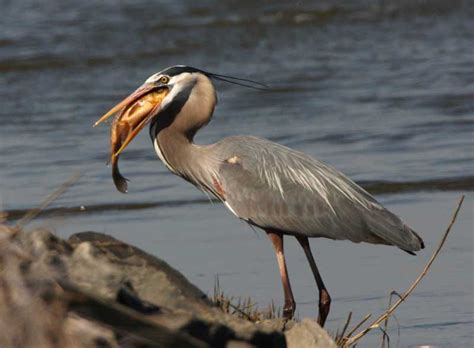 Heron Folklore | Views From Medicine Spirit Ranch