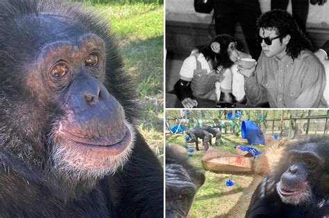 Michael Jackson's pet chimp Bubbles turned 40