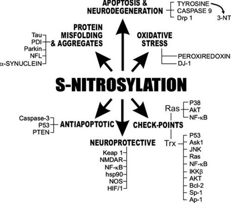 Diverse functional consequences of S-nitrosylation reactions ...