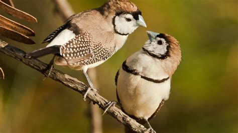 Owl Finch - The Finches of Serenity | Serenity Aquarium & Aviary Services