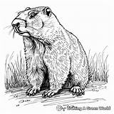 Ground Hog Coloring Pages  Free & Printable sketch template