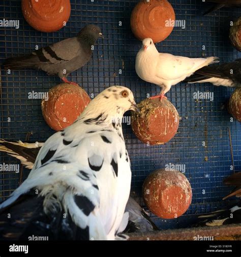 Doves In a cage Stock Photo - Alamy