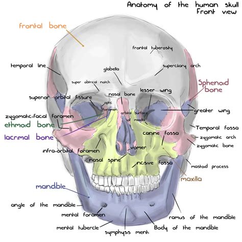 Human Anatomy Skull Anatomy - vrogue.co