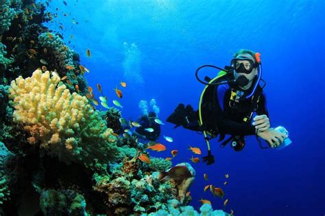 Menjangan Island Scuba Diving Day Trip with Snorkeling Option 2023 ...