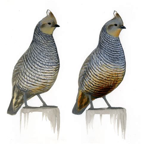 Blue Scaled Quail