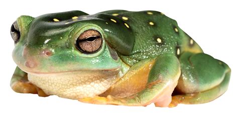 Frog PNG image free download image, frogs