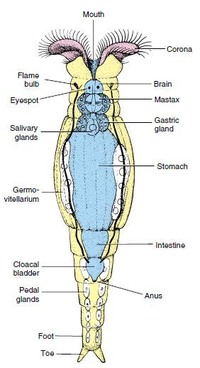 Rotifer Anatomy - Anatomy Book