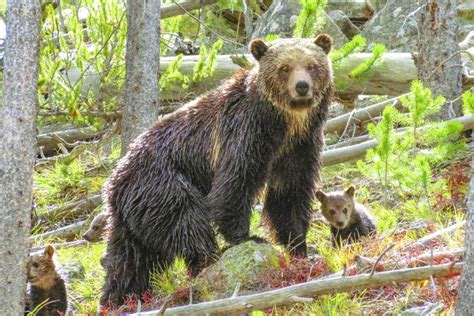 Amazing Wildlife Photos in Yellowstone National Park | Reader's Digest