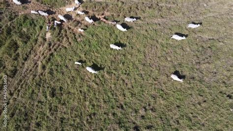 Aerial view of the herd of cows at green meadow. Drone photo of plein ...