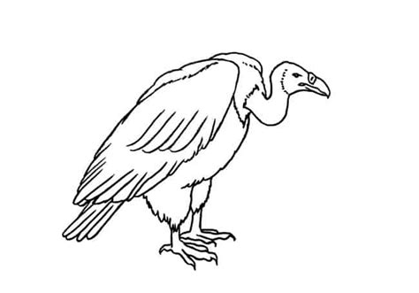 How to Draw a Vulture step by step – Easy Animals 2 Draw | Bird ...