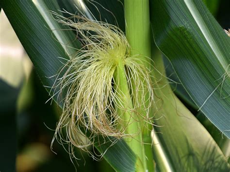 Beautiful Corn Tassels – My Journey – by Doris High