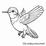 Ruby Throated Hummingbird Coloring Pages  Free & Printable sketch template