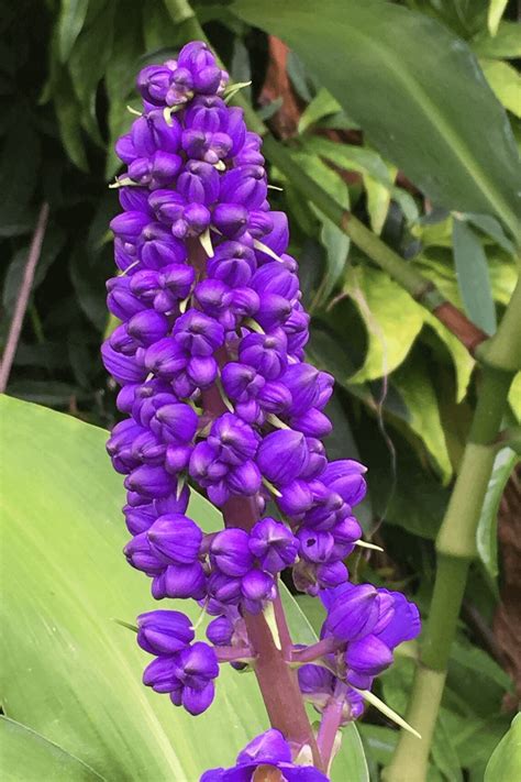 Buy Hawaiian Blue Ginger Starter Plants in 2 Inch Pots and bring the tropical beauty Home ...