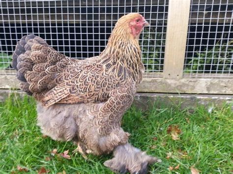 Brahma | Chickens | Breed Information | Brahma chicken, Chicken breeds ...