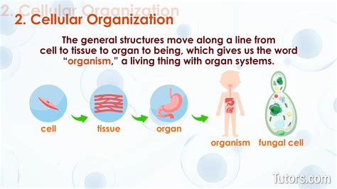 Characteristics Of Life | 8 Examples