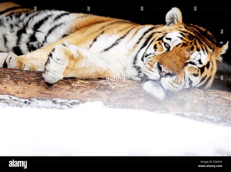 Female Sibirian tiger 'Tiger' is sleepy in her snowy enclosure in Hagenbeck's zoo in Hamburg ...