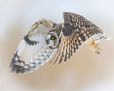 Owl Bird Flying - Free photo on Pixabay