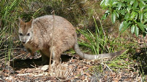 The Habitat Advocate » Macleay River Fire