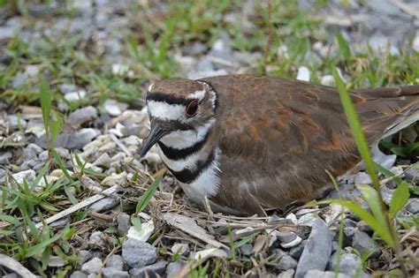 13 Examples of Ground Nesting Birds (With Pictures) - Bird Feeder Hub