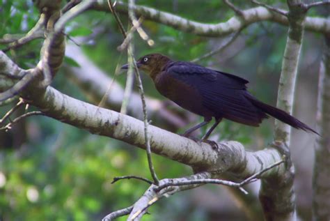 Houston Zoo Photo Day: Bird | Alan | Flickr