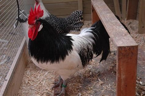 Chicken Breed Focus - Lakenvelder | BackYard Chickens