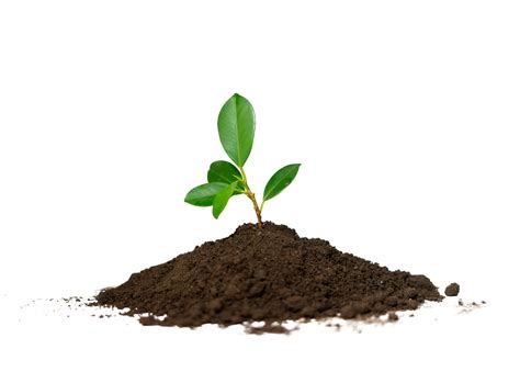 small plant in humus soil 20027563 PNG