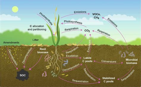 Crops For Carbon Farming - Ygraph
