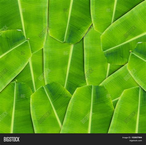 Free photo: Banana Leaf Background - Abstract, Leaf, Life - Free ...