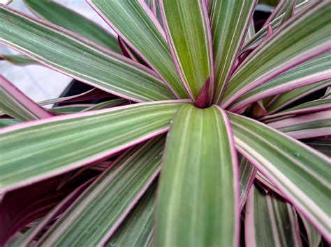 Tradescantia spathacea has a fleshy rhizome and rosettes of waxy lance ...