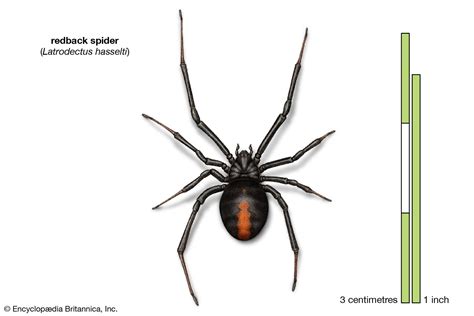 Spider - Reproduction, Silk, Venom | Britannica