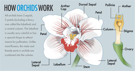 Names Of Parts Of The Orchid Plant