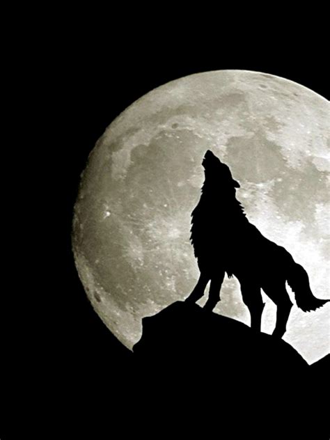 Wolf Silhouette Wallpapers - Wallpaper Cave