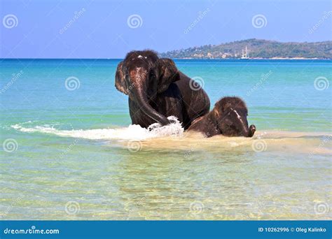 Swimming elephants stock photo. Image of huge, animal - 10262996