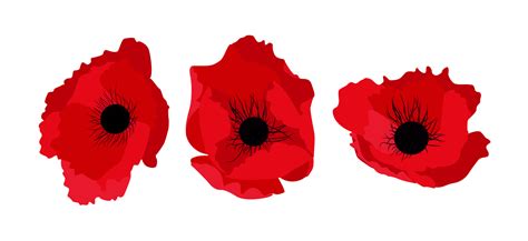 Poppy Flower Vector Art, Icons, and Graphics for Free Download