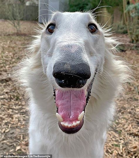 Dog owner believes her pup has the longest nose in the world | Borzoi ...